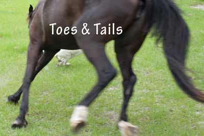 Toes & Tails