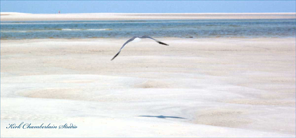 Fly away Bird Island, Nassau Sound