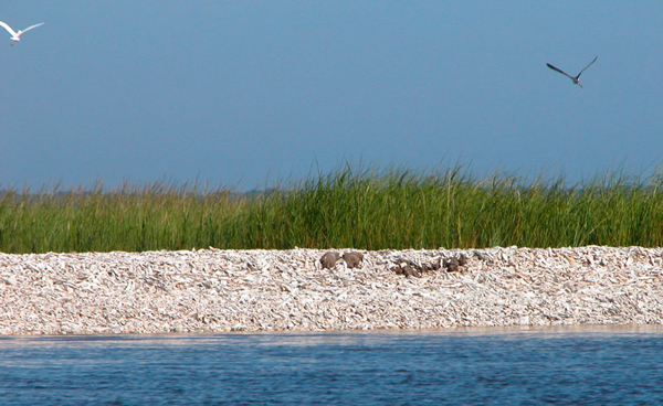 Cumberland marsh